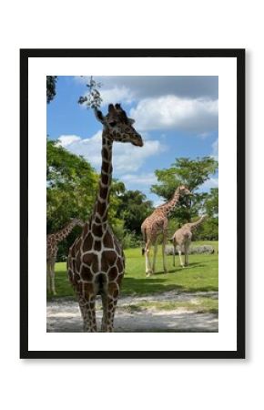 giraffe in the zoo