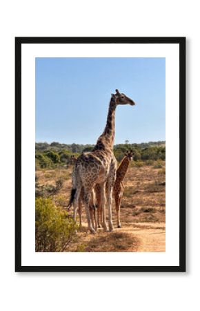Giraffes in the African savannah, Addo National Park