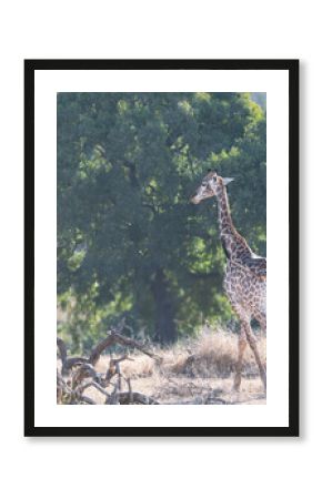 giraffe in the savannah with a very diffuse light