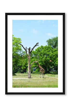 Giraffe