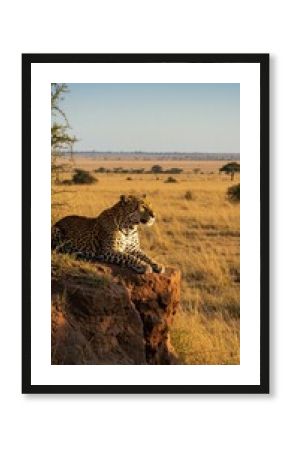 Leopard atop a termite mound, savanna