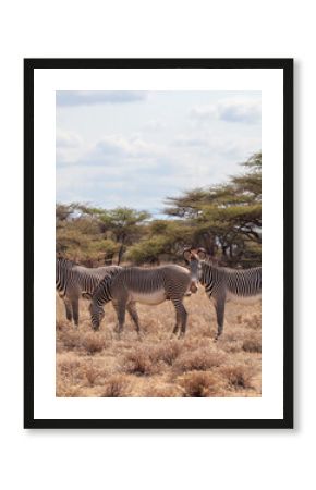 Grevy's zebras grazing in african savanna landscape