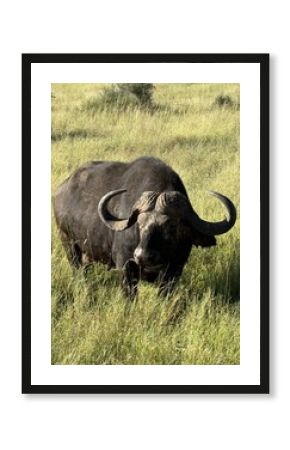 Buffalo