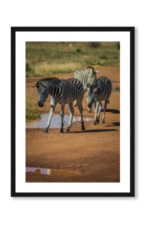 zebra crossing the road