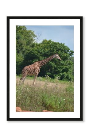 giraffe in the savannah
