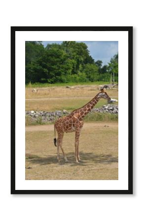 giraffe in the savannah