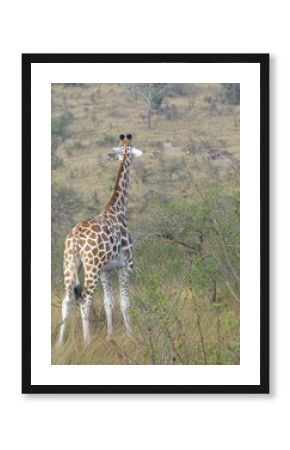 Giraffe beobachtet Wasserböcke