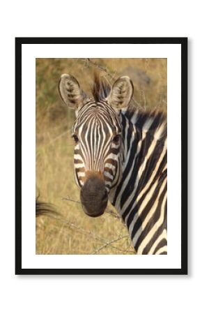 Zebra in der Savanne, Portrait