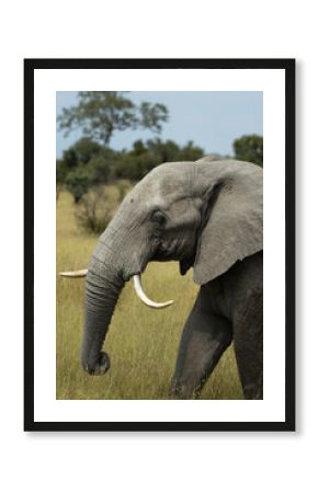 Eléphant avec une défense tordu dans la savane
