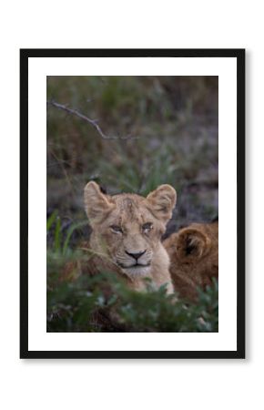 Lionceau avec un regard profond dans la savane sud-africaine