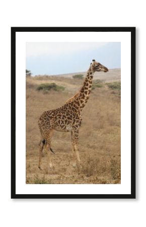 Giraffes in the wild 