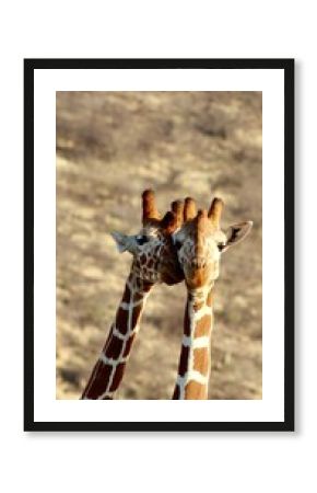 Giraffes