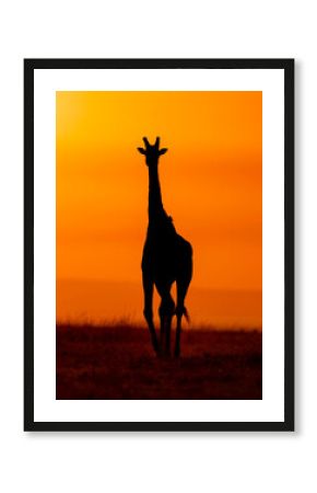 giraffe at sunset