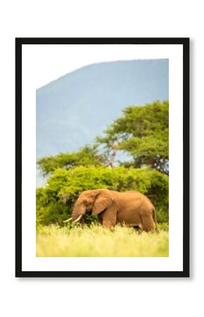 Elephant in grassland