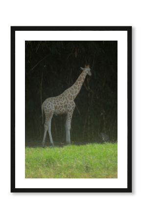 giraffe in the zoo