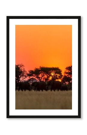 African Elephants Sunset Safari