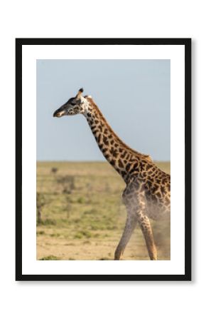 Giraffe in the wild
