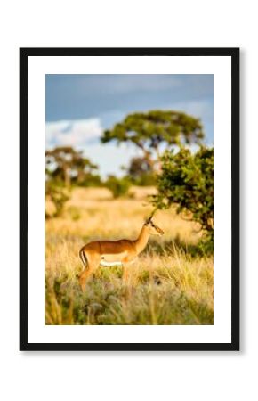 Impala in golden savanna grassland (1)