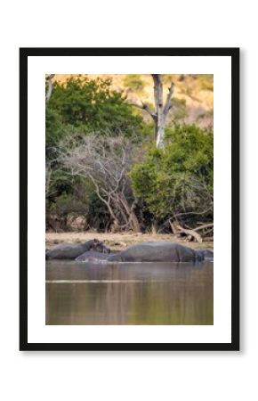 Hippos resting by riverbank