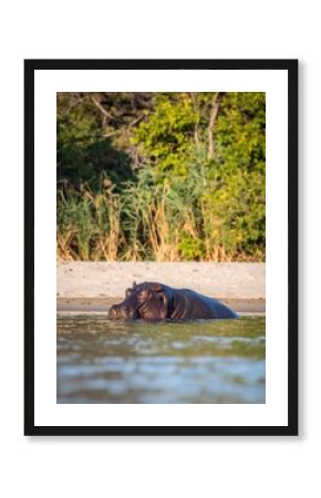 Hippopotamus relaxing in shallow water, sunny day
