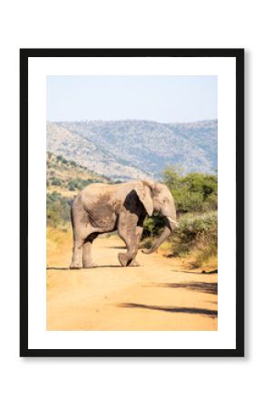 Large Elephant crossing a dirt road in the Pilanesberg National Park, South Africa 