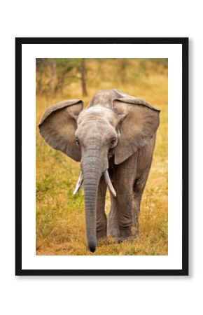 Gros plan sur un éléphant d'Afrique vu de face 
