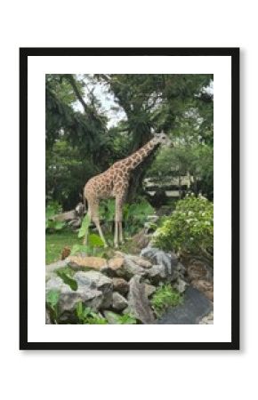 giraffe in the zoo, Zoo Negara, Kuala Lumpur, Malaysia