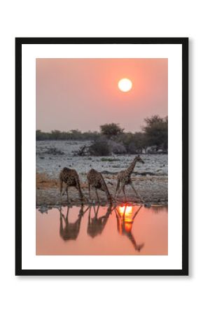 Three giraffes drinking at Okaukuejo waterhole in Etosha National Park at sunset, water reflections, wildlife safari and game drive in Namibia, Africa