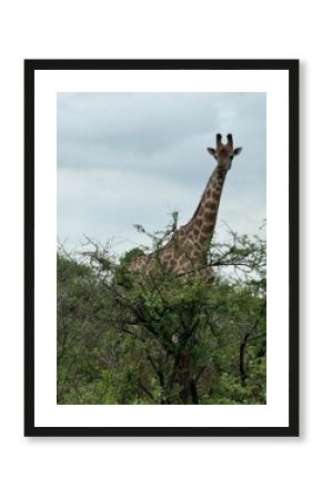 giraffe in the bush