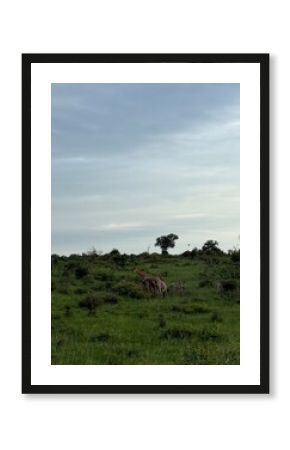 giraffes in the bush