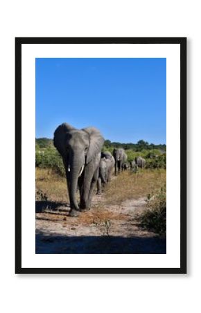 The elephant trail