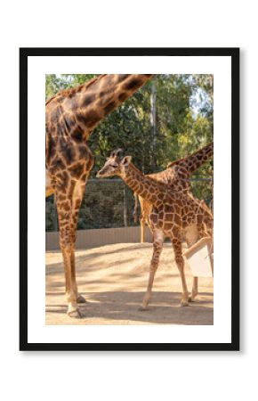 Baby giraffe and Giraffes a a zoo.