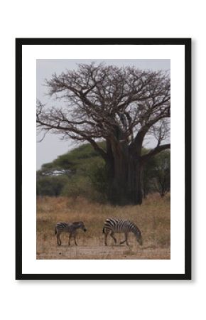 Zebras infront of a Baobab tree