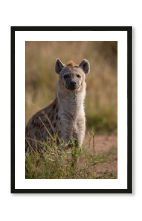 Hyena in Maasai Mara, Africa