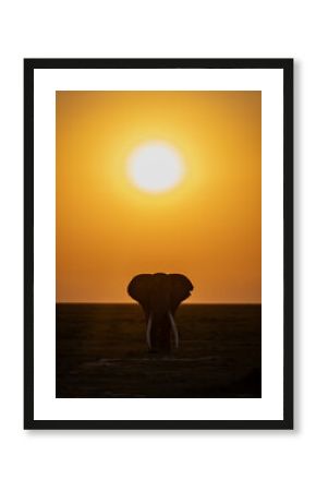 Elephants in Amboseli National Park, Africa 