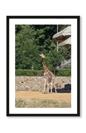 giraffe in the zoo