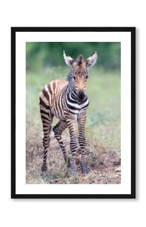 A baby zebra with is black stripes still looking red in color. Very young.