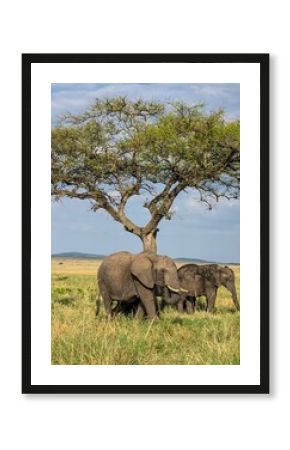 Elephants enjoying shade under acacia tree in African savanna