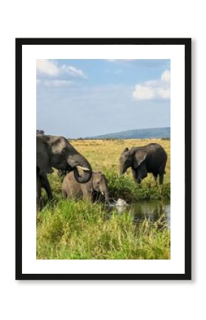 Elephants drinking and splashing in a river in the african savanna