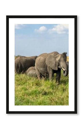 Elephants grazing in the African savanna under a cloudy sky