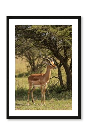 Close-up of an impala in the Serengeti, highlighting its graceful features and soft gaze. A perfect capture of Africa’s elegant antelope in the wild.