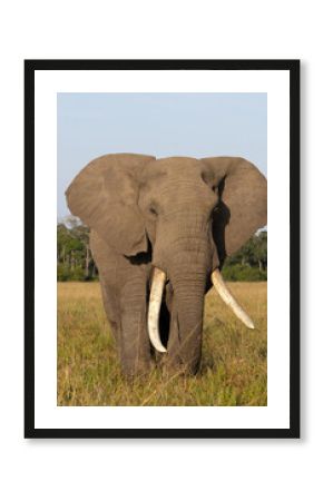 A closeup of a majestic tusker in Savannah, Masai Mara, Kenya