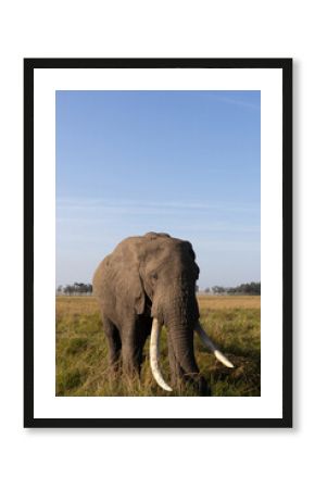 A portrait of a majestic African elephant grazing in Savannah, Masai Mara