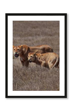 Two lionesses standing alert in dry savanna grass, Ngorongoro Tanzania