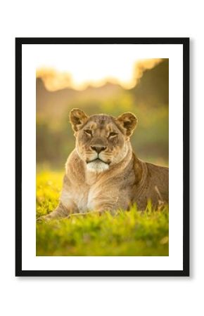 Lioness resting in golden light