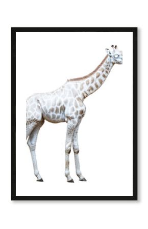 PNG Real albino Giraffe giraffe background wildlife.