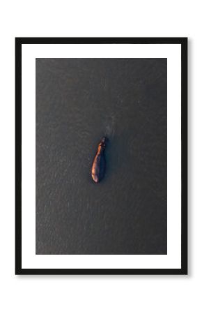 Aerial view of a lone hippopotamus swims, its dark form a stark contrast against the Zambezi River's murky waters, Mana Pools, Mashonaland Central Province, Zimbabwe.