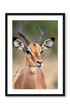 Close-up of a gazelle's head and antlers