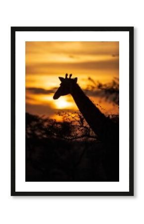 Giraffe Silhouette Against a Fiery African Sunset