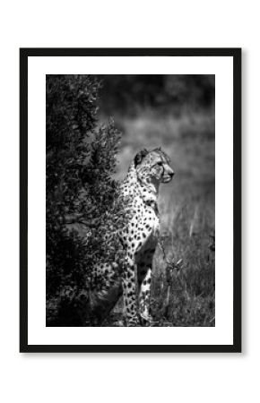 Black and white cheetah in the wild